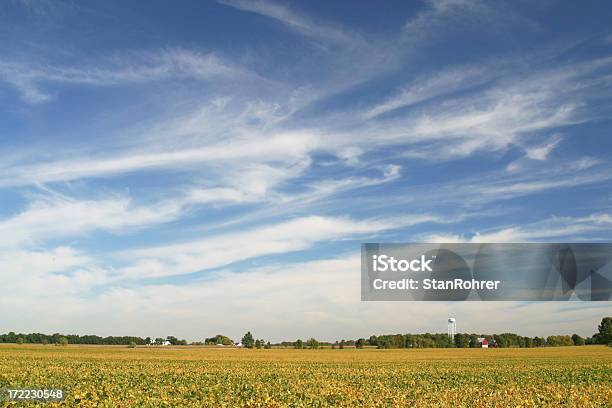 Campo De Soja En Cirrus Nubes Foto de stock y más banco de imágenes de Haba de Soja - Haba de Soja, Campo - Tierra cultivada, Ohio