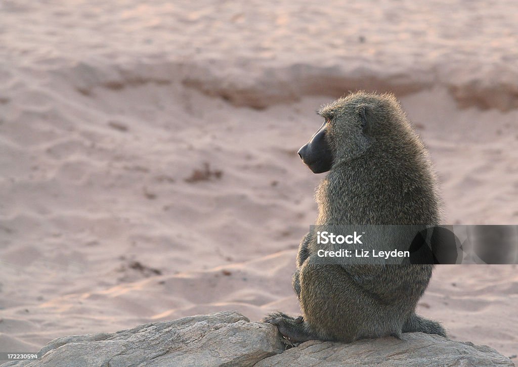 Morning Meditation - Olive Baboon on river beach. An adult Olive Baboon (Papio anubus) contemplates the world from the boulder on the 'beach' of a dried up river bed. Photographed in Buffalo Springs NP, Kenya. Plenty of space for copy. Africa Stock Photo