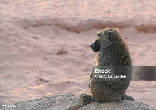 Morning Meditation Olive Baboon On River Beach Stock Photo - Download Image Now - Africa, Animal, Animal Behavior