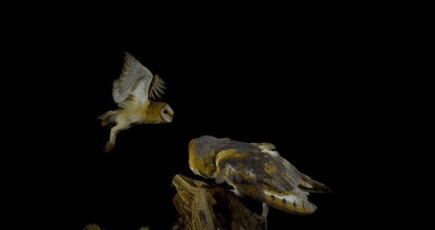 istock Barn Owl, tyto alba, Adult in flight, Normandy 1722307312