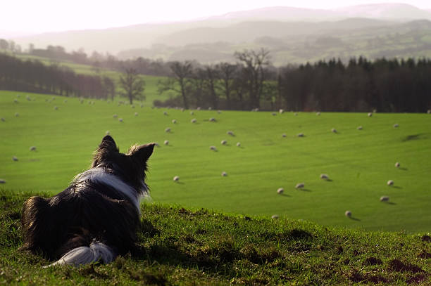 A deep dog keeping a close watch on the sheep Border Collie watching sheep collie stock pictures, royalty-free photos & images