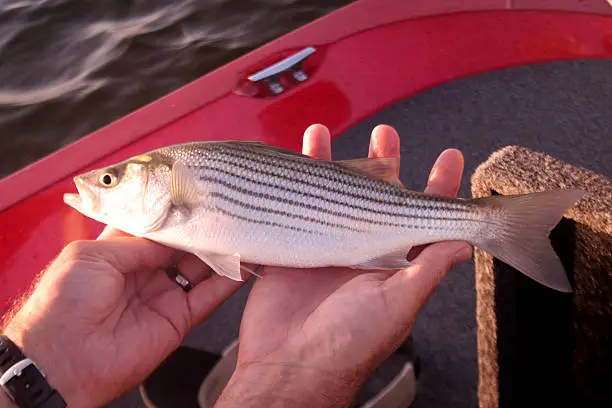 a fisherman holding a striped bass Please see my lightbox with similar photos: