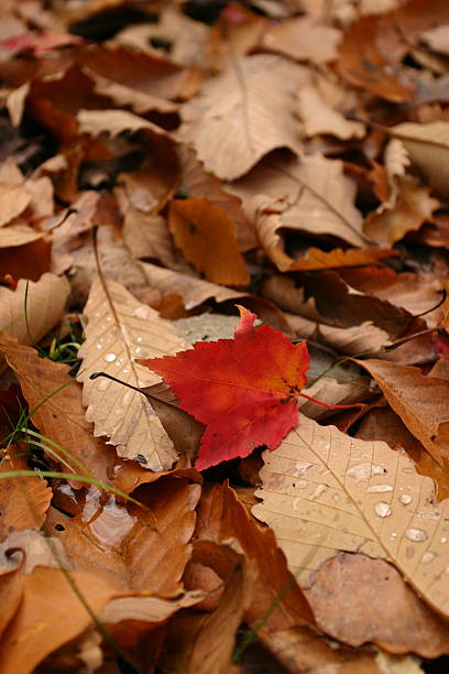 Różnica: Red Leaf wyróżniać się – zdjęcie