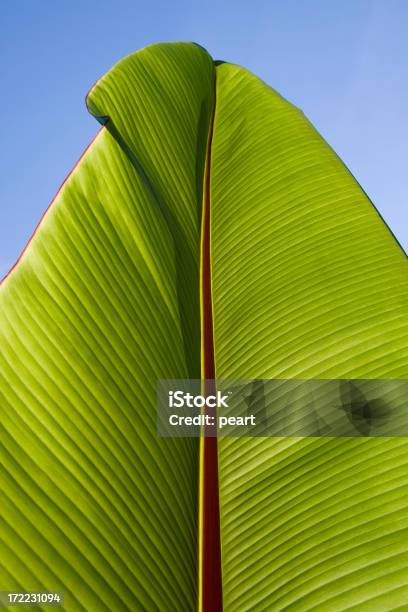 Grande Folha De Bananeira - Fotografias de stock e mais imagens de Alto - Descrição Física - Alto - Descrição Física, Ao Ar Livre, Azul