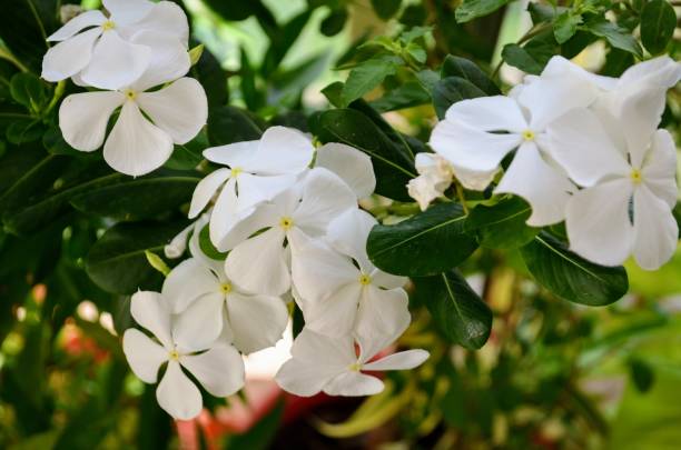 istock Catharanthus commonly known as bright eyes, cape, Madagascar, White periwinkle, graveyard plant, old maid is a species of flowering plant in the family Apocynaceae Ornamental medicinal. 1722311446
