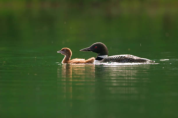 eistaucher mit kükenmotiv - common loon stock-fotos und bilder