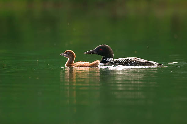 Common Loon with Chick stock photo