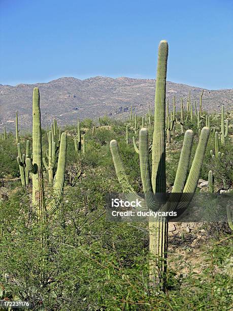 Saguaro Kaktus Szene Stockfoto und mehr Bilder von Arizona - Arizona, Ausgedörrt, Berg