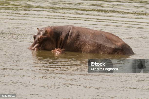 Madre Y Niño Hippos Foto de stock y más banco de imágenes de Agua - Agua, Animal, Animal joven