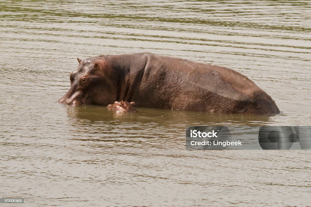 Mãe e criança Hippos - Royalty-free Animal Foto de stock