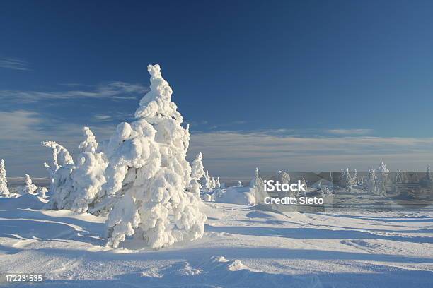 Photo libre de droit de Frozen Arbres banque d'images et plus d'images libres de droit de Hiver - Hiver, Horizontal, Laponie finlandaise