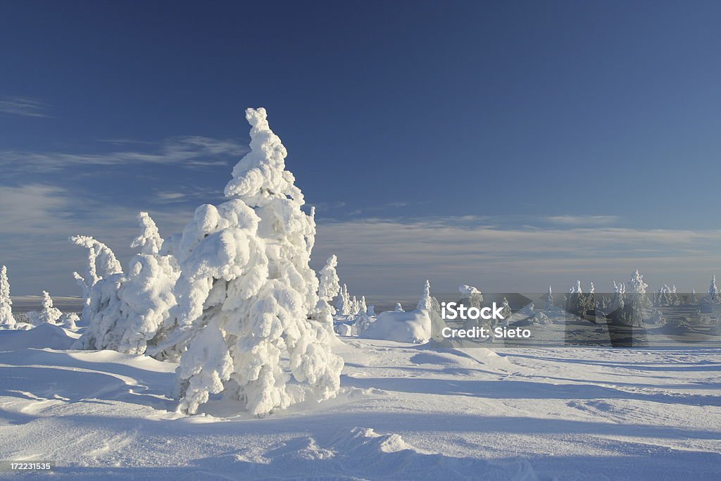 Zamrożone drzewa - Zbiór zdjęć royalty-free (Fińska Laponia)