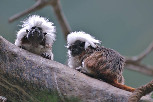 istock Cotton-Top Tamarin 172231551