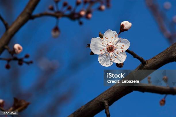Frühling Flower Stockfoto und mehr Bilder von Aprikose - Aprikose, Ast - Pflanzenbestandteil, Baum
