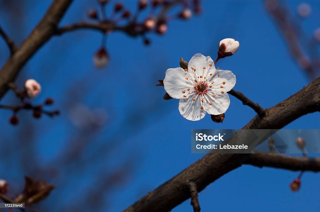春の花 - アプリコットのロイヤリティフリーストックフォト