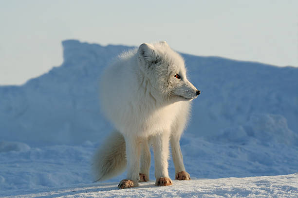 Arctic fox in sunny day. stock photo