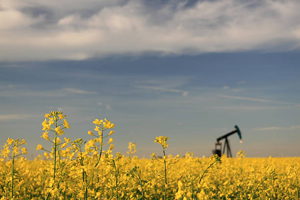 pumpjack in canola 4 - oil pump oil industry prairie field foto e immagini stock