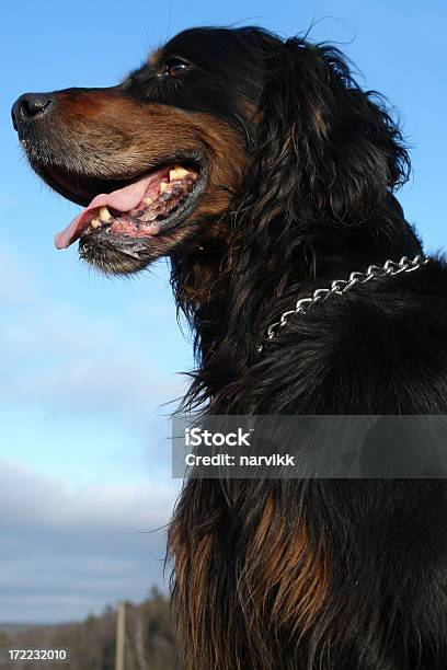 고든세터 개에 대한 스톡 사진 및 기타 이미지 - 개, 검은색, 고든세터