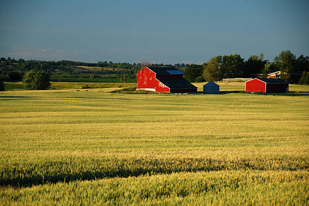 A large field with trees and a house in the distance. Grass. Outdoor. Sky. Field. Aircraft