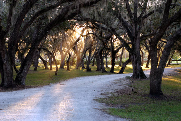 Florida garden stock photo