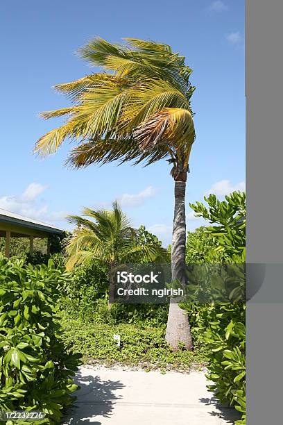 Gusting Vento Na Ilha Das Caraíbas - Fotografias de stock e mais imagens de Ao Ar Livre - Ao Ar Livre, Caraíbas, Força da Natureza