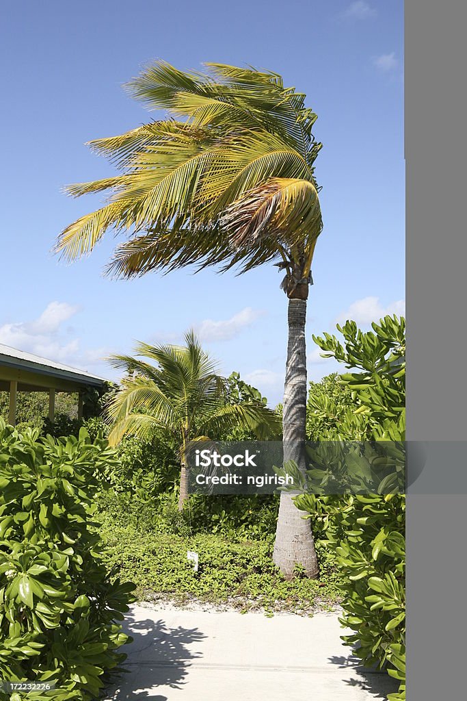 Ветер gusting на Карибские острова - Стоковые фото Буря роялти-фри