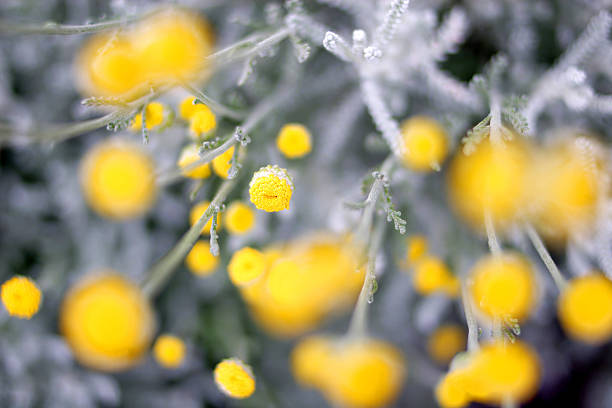 Flores amarelas - foto de acervo