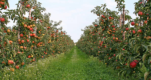 jabłonie produkujące jabłka-sad # 2, - apple orchard zdjęcia i obrazy z banku zdjęć