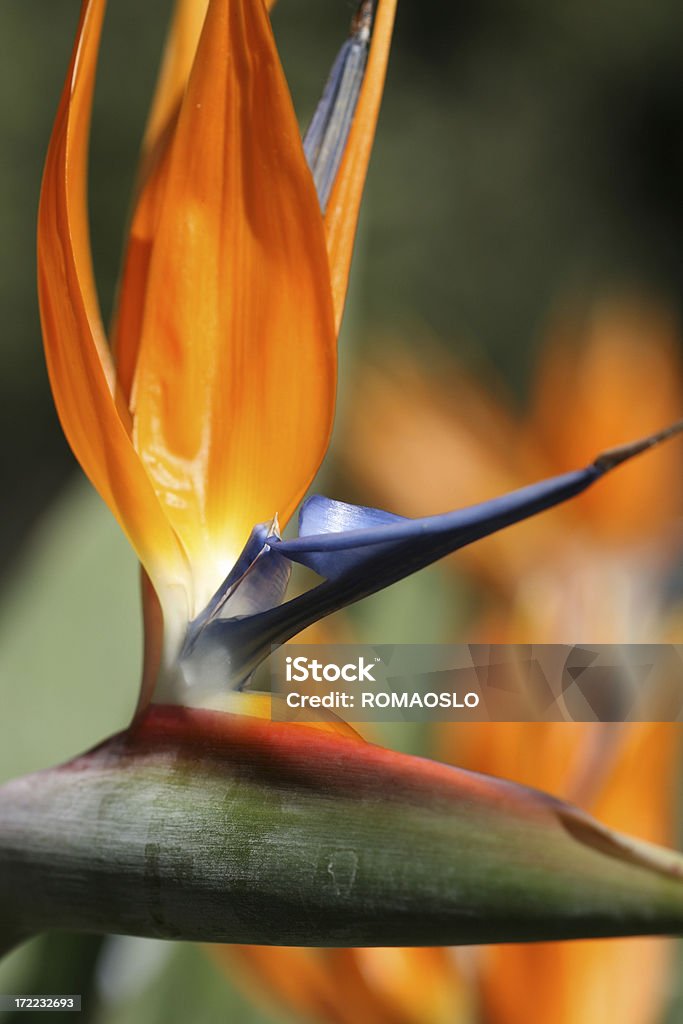 Bird of Paradise auf Feuer, Italien - Lizenzfrei Afrikanischer Abstammung Stock-Foto