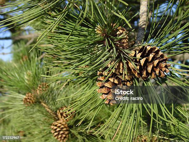 Photo libre de droit de Pommes De Pin Ponderosa Gros Plan Sur Larbre banque d'images et plus d'images libres de droit de Pomme de pin - Pomme de pin, Pin, Pin de Patagonie