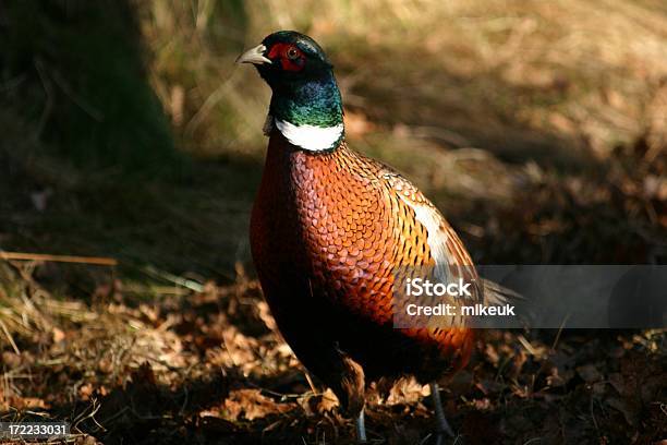 Photo libre de droit de Oiseau Mâle Faisan Dans La Campagne Au Royaumeuni banque d'images et plus d'images libres de droit de Aliments et boissons - Aliments et boissons, Animal mâle, Bois