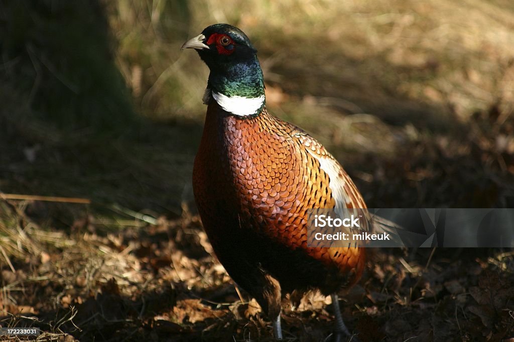 male pheasant bird in uk countryside pheasant Animal Stock Photo