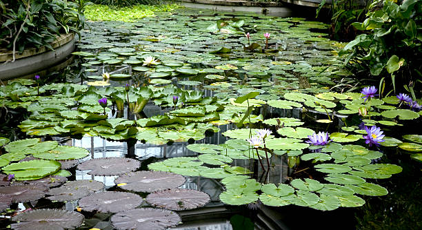 Lily pads and flowerOther lilies: