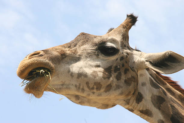 Giraffe chewing stock photo
