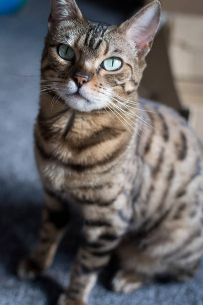 istock Pedigree Bengal at home next to box 1722333103