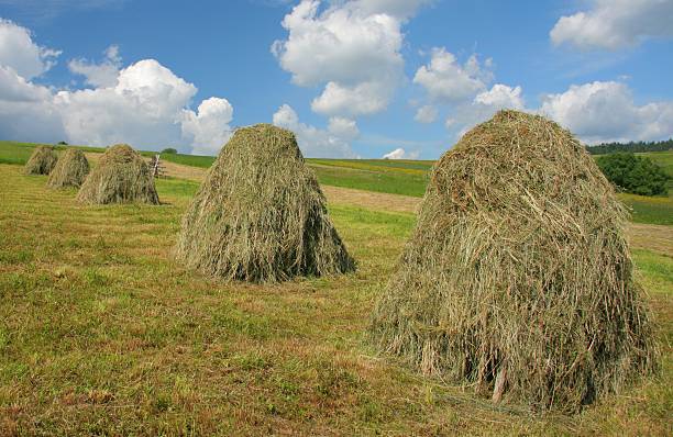 field with blue sky and clouds, photo as a background, digital image