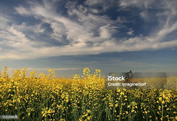 Pumpjack In Canola - Fotografie stock e altre immagini di Benzina - Benzina, Colza, Agricoltura