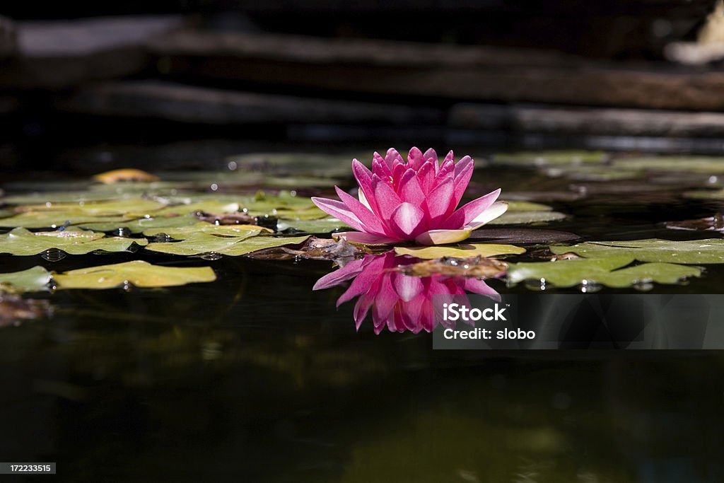 Kwiat lotosu - Zbiór zdjęć royalty-free (Bez ludzi)