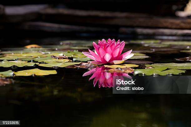 Kwiat Lotosu - zdjęcia stockowe i więcej obrazów Bez ludzi - Bez ludzi, Botanika, Egzotyka