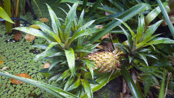 Pineapples Don't Grow on Trees stock photo