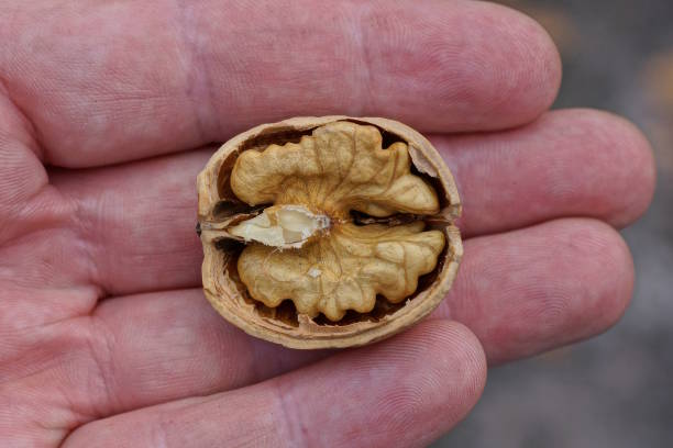 istock one raw brown walnut in fingers of hand 1722352097