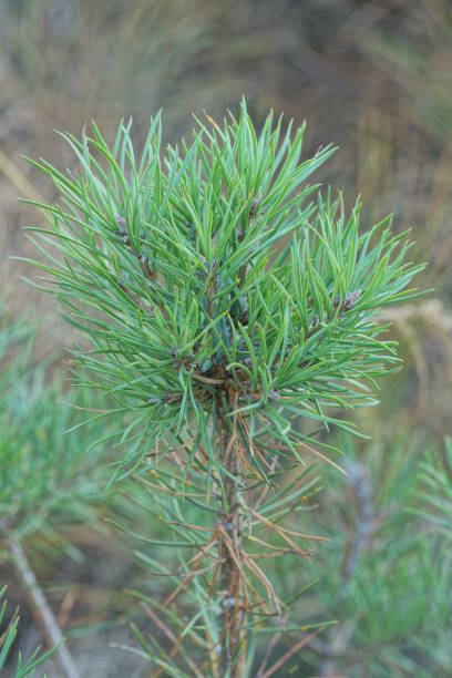 istock coniferous green pine tree in the summer forest 1722355888