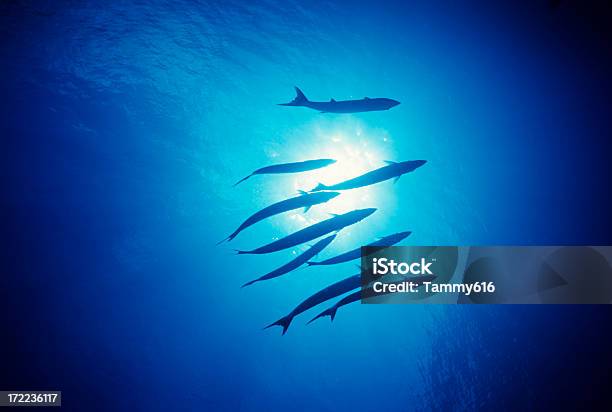 Peces Bajo Techo Foto de stock y más banco de imágenes de Vista de ángulo bajo - Vista de ángulo bajo, Arrecife - Fenómeno natural, Pez