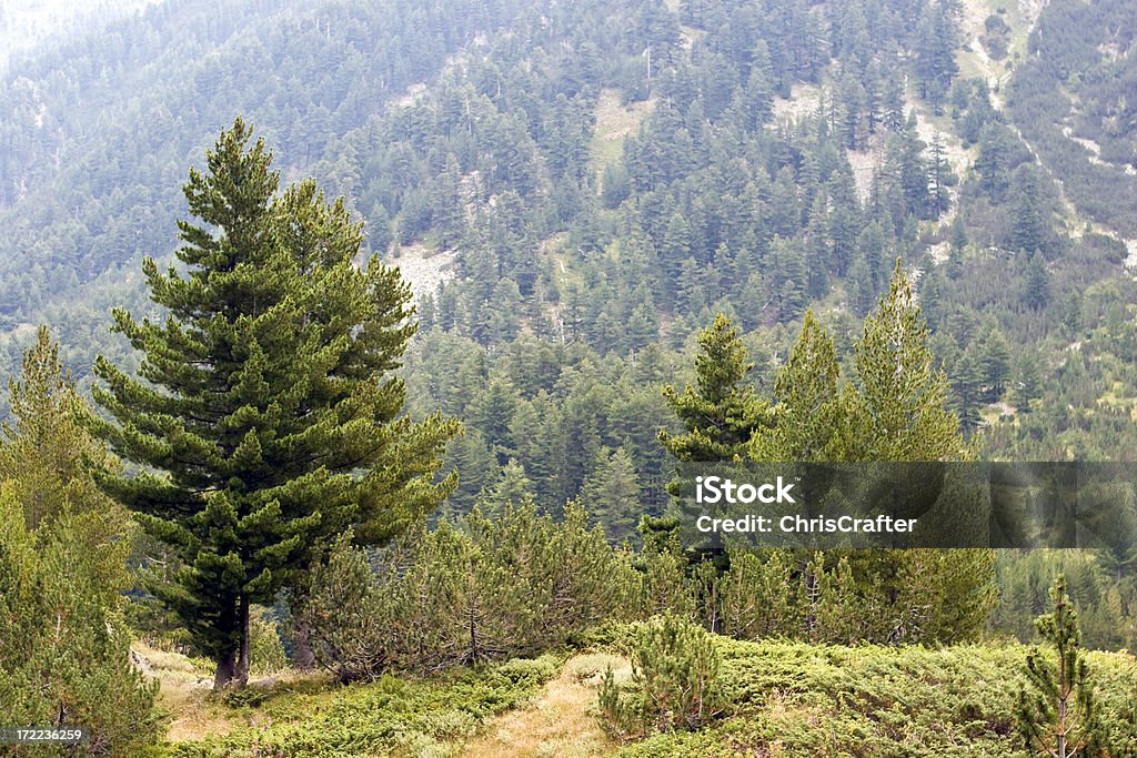 Pirin Mountain - Foto stock royalty-free di Albero