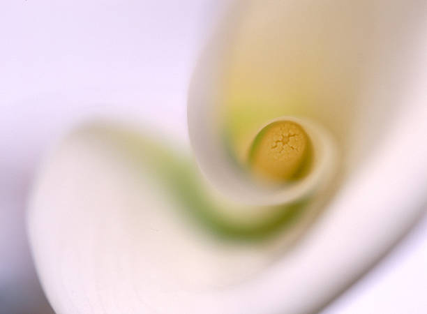 オランダカイウユリディテール - lily nature flower macro ストックフォトと画像