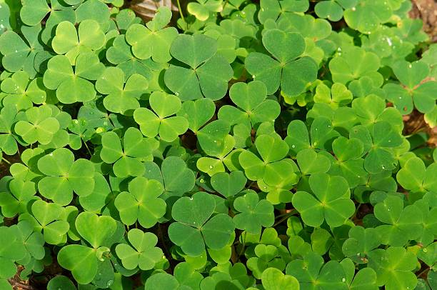 Clover IV stock photo