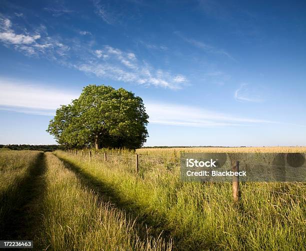 Dorset Paisagem - Fotografias de stock e mais imagens de Abstrato - Abstrato, Agricultura, Beleza