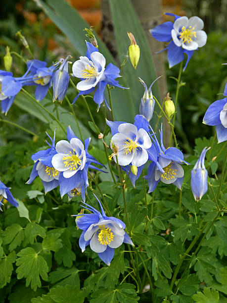 Columbines Colorado - foto de stock