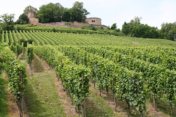 istock vineyard rows and old ruine of a castle 172236556