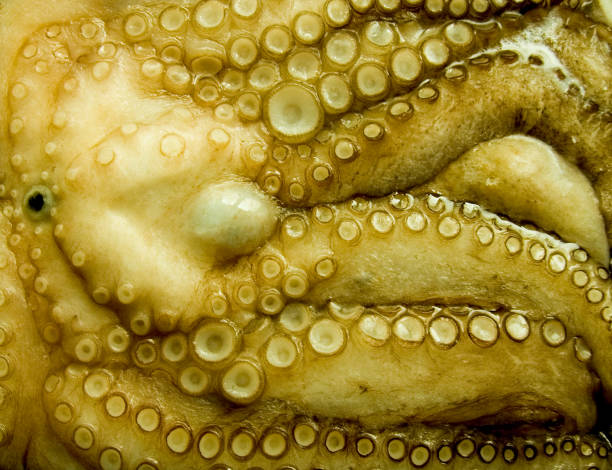 frozen octopus